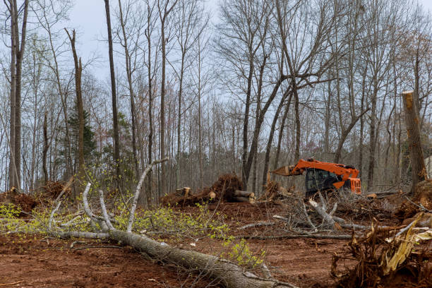 Trusted Waterville, ME Tree Services Experts